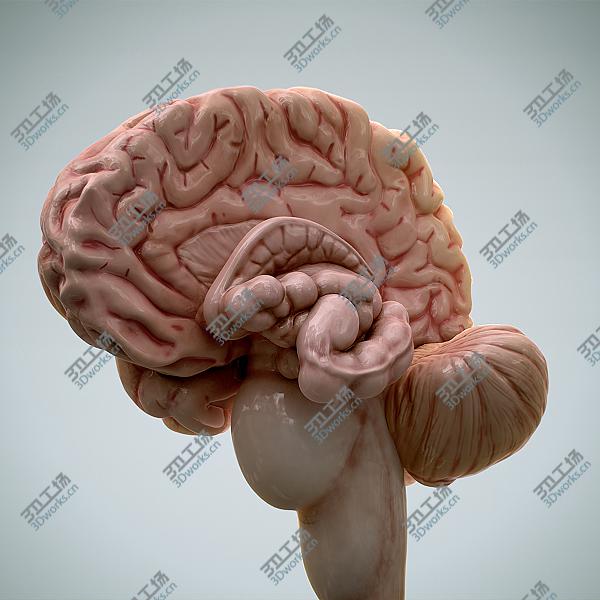 images/goods_img/202104092/Human Brain 2.0 - Anatomy/3.jpg